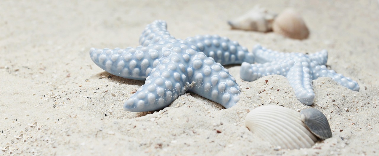 Tide Pools 101: A Beginner's Guide to the Edge of the Sea